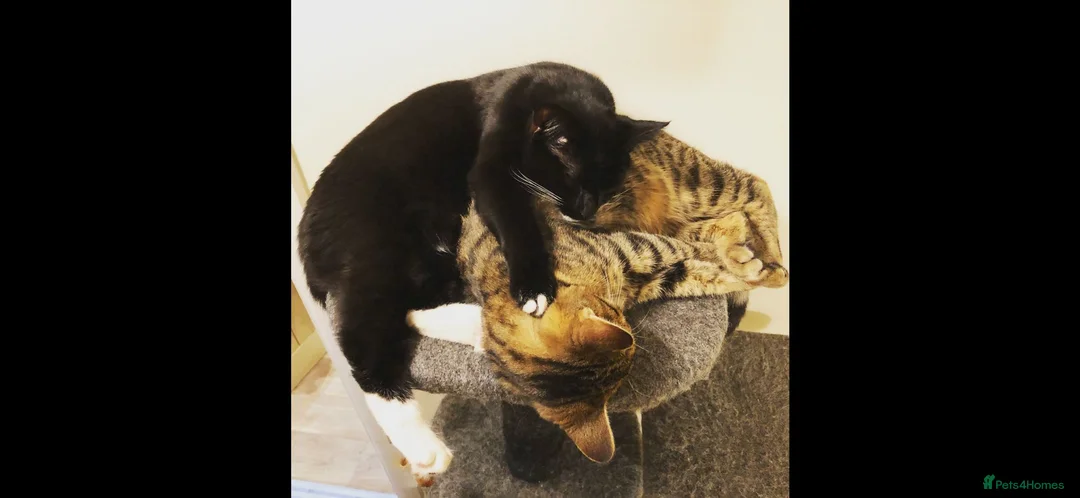 Mixed Breed cats for sale: Pumpkin & Yoshi  - Advert 5