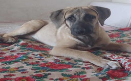 Anatolian Shepherd dogs for adoption: Dzana is 6 month Macedonian rescue pup  - Image 1