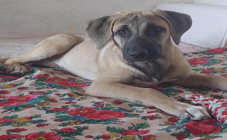 Anatolian Shepherd dogs - Advert 1