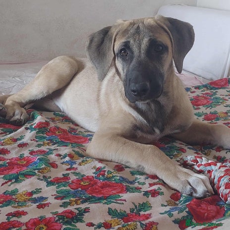 Anatolian Shepherd dogs - Advert 1