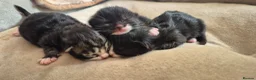 Mixed Breed cats for sale: Ragdoll Cross Kittens for Sale in Southampton - Advert 3