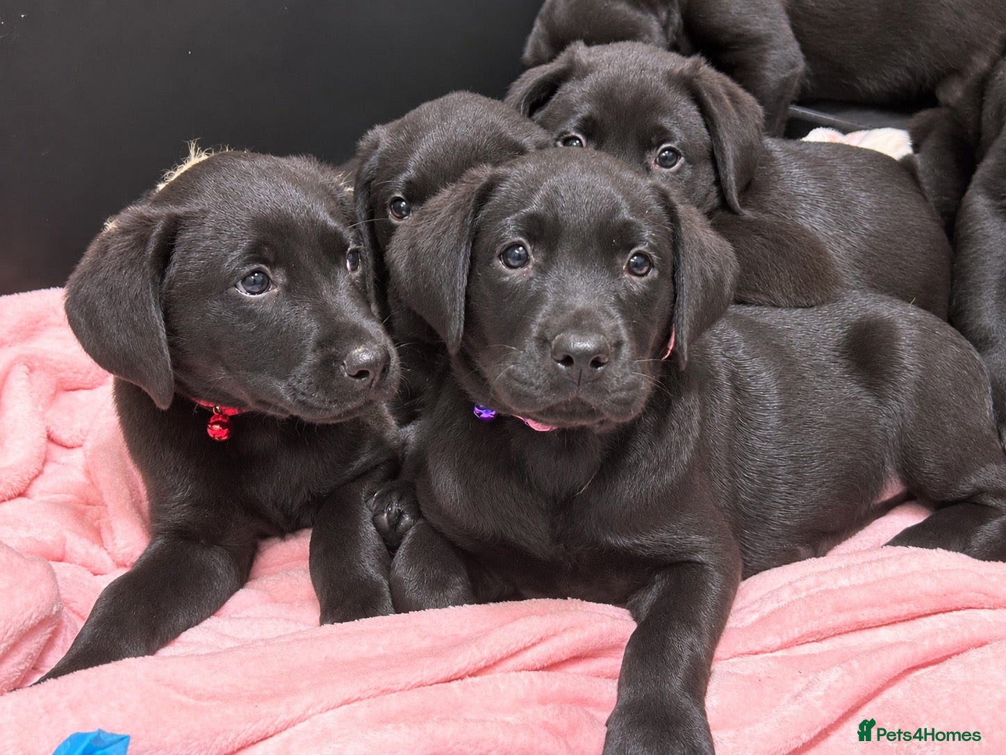 Labrador Retriever dogs Stunning Black Labrador Puppies 0/0 Hips - Advert 1