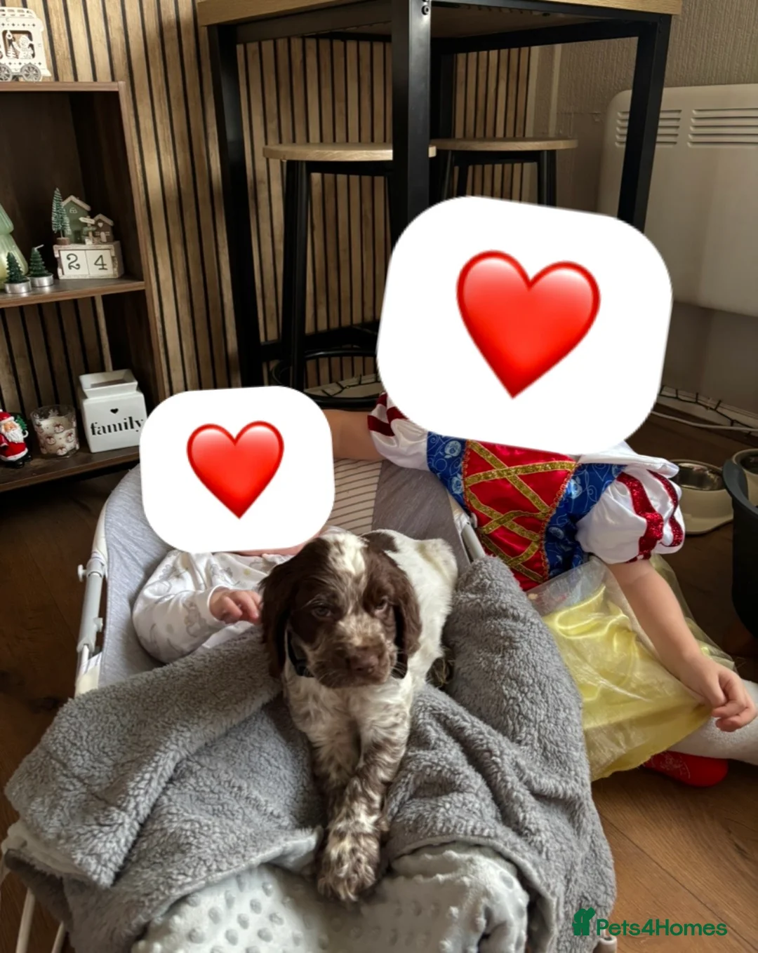 Cocker Spaniel dogs for sale: Cocker-spaniel 3Months  - Advert 6