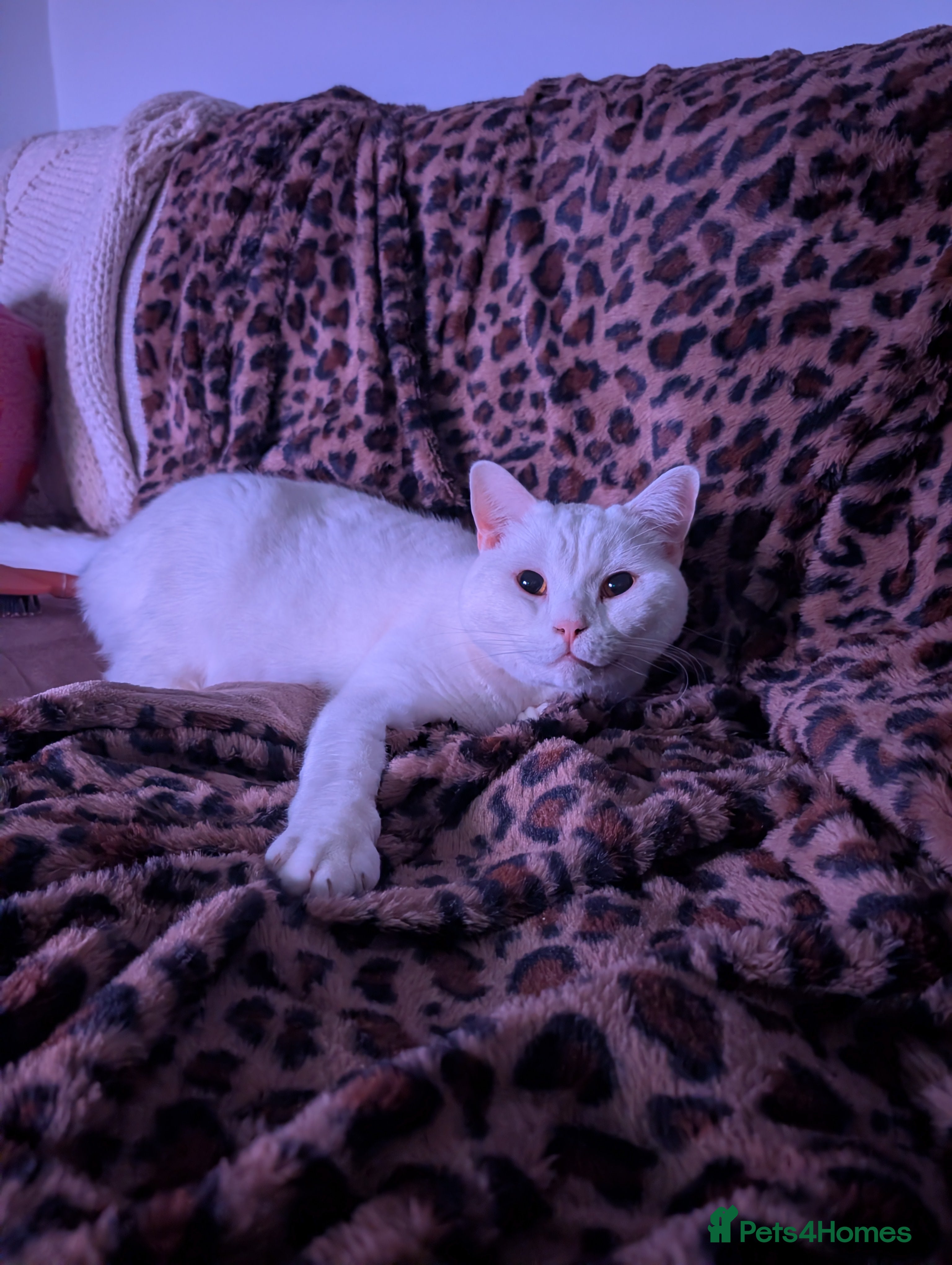 British Shorthair cats British shorthair for good home - Advert 7