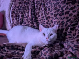 British Shorthair cats British shorthair for good home - Advert 2