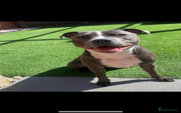 Staffordshire Bull Terrier dogs for sale: 🩵🌸Stunning Staffordshire Bull Terrier female🌸🩵 - Image 5