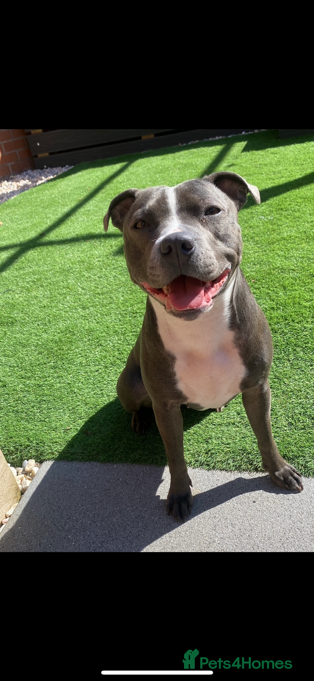 Staffordshire Bull Terrier dogs for sale: 🩵🌸Stunning Staffordshire Bull Terrier female🌸🩵 - Image 5