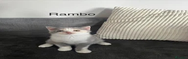 British Shorthair 3