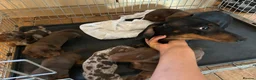 Dachshund dogs for sale: Stunning dachshund puppies ready to go soon - Advert 20