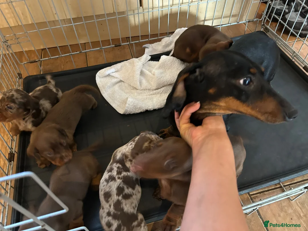 Dachshund dogs for sale: Stunning dachshund puppies ready to go soon - Advert 20