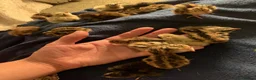 Quail poultry for sale: coturnix quail / Japanese Quail  - Advert 2