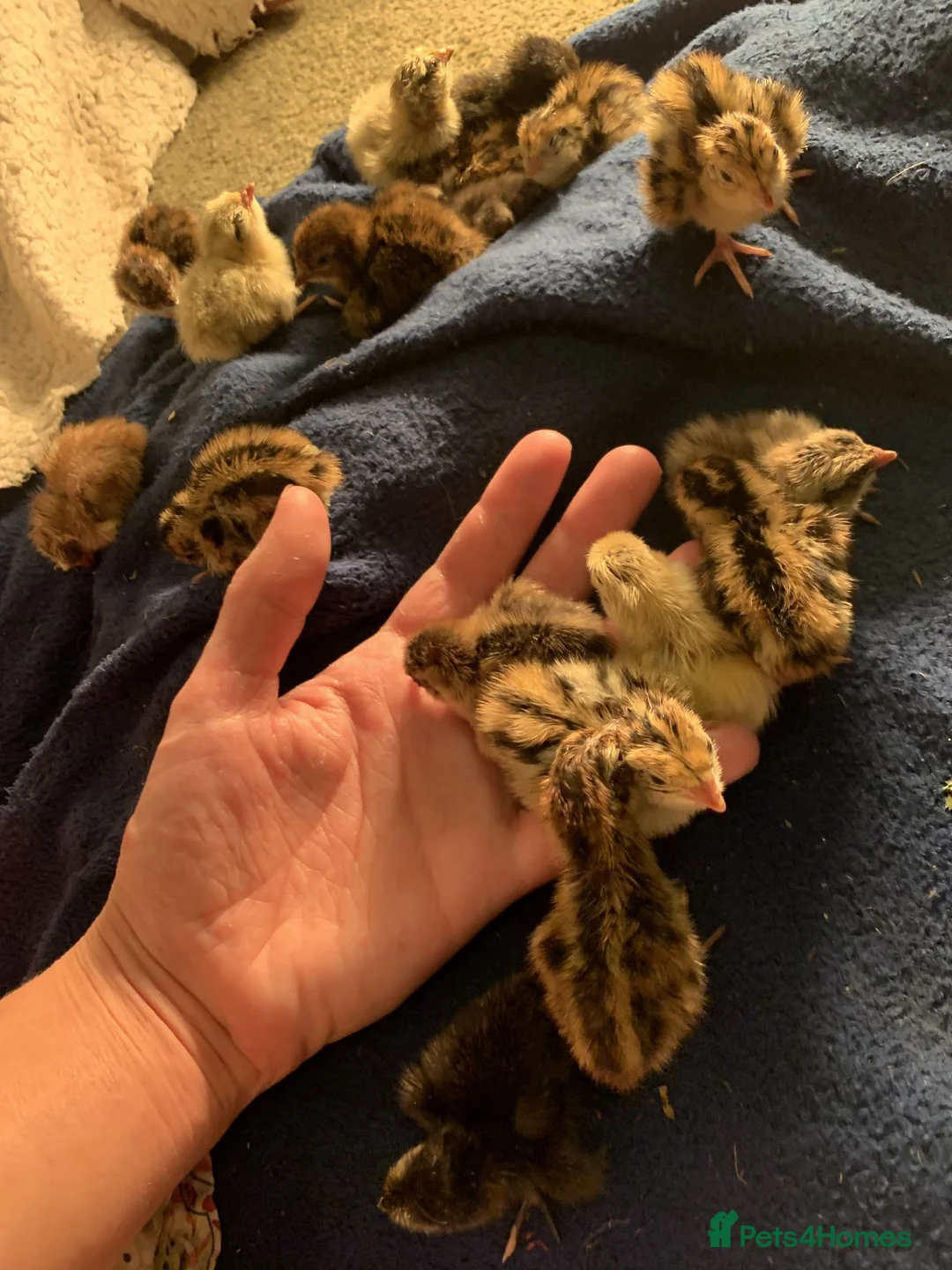 Quail poultry for sale: coturnix quail / Japanese Quail  - Advert 2