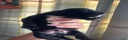 Sprocker dogs for sale: £995 EACH Beautiful cocker spaniel puppies  - Advert 32