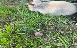 Lionhead rabbits for sale: Lion head  - Image 14