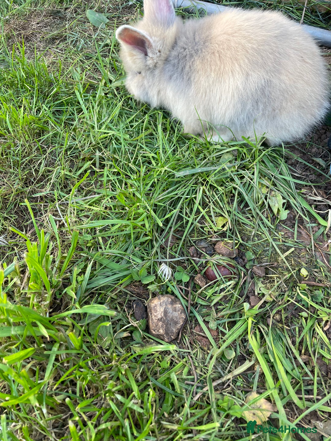 Lionhead rabbits for sale: Lion head  - Image 14