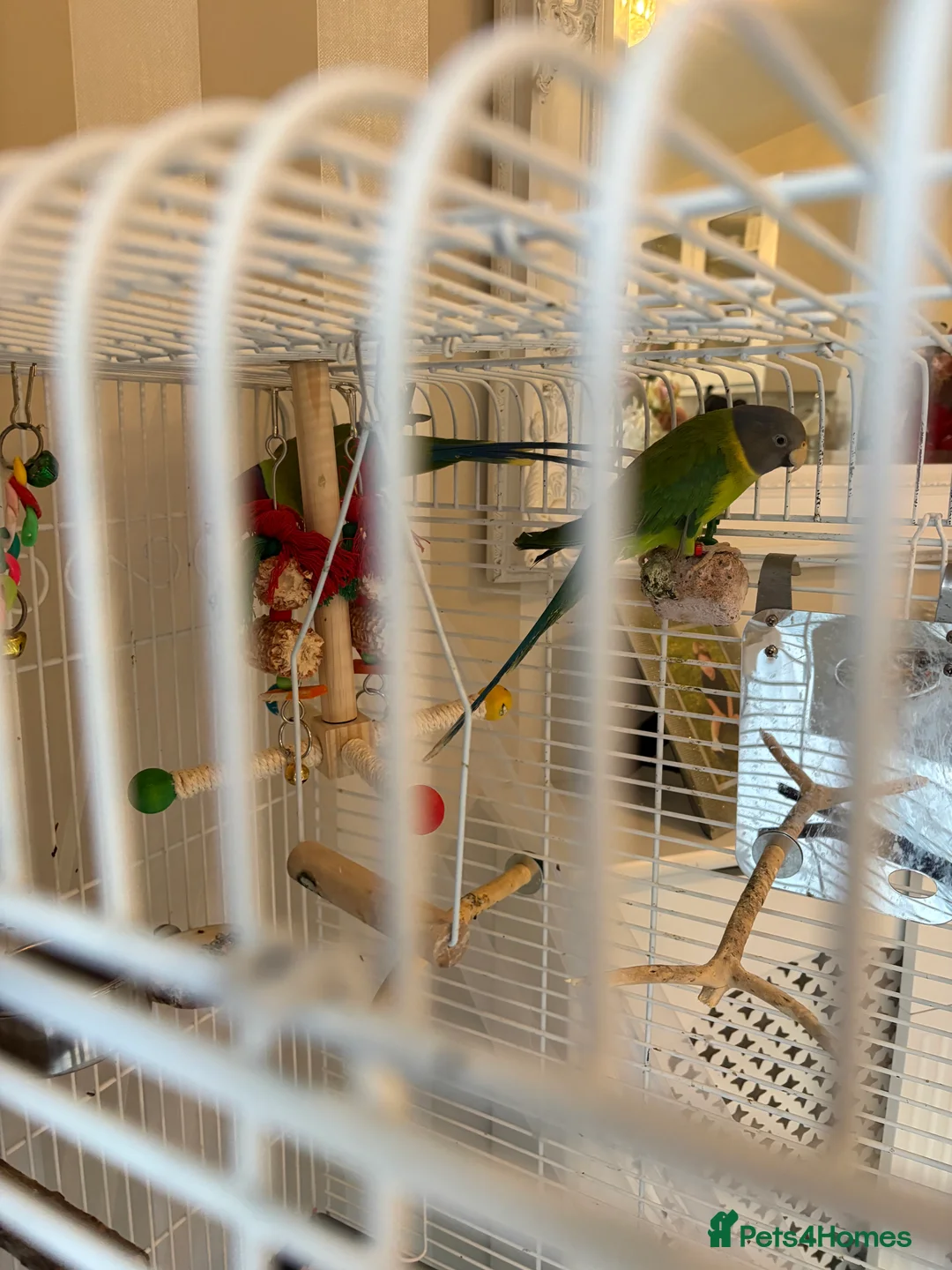 Parakeets birds for sale: Male and female plum head parakeets  in Dartford - Advert 4