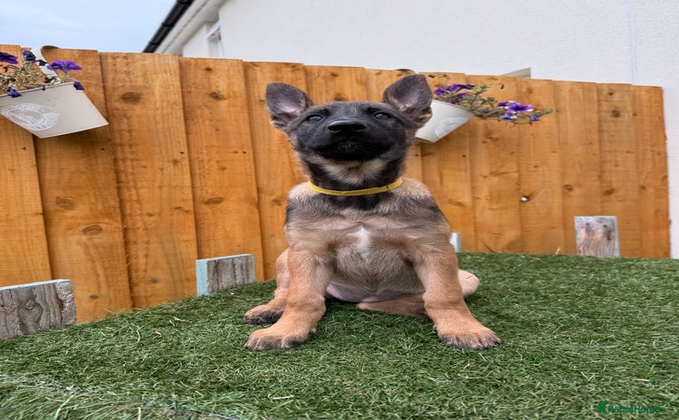 Belgian Shepherd Dog dogs - Advert 1