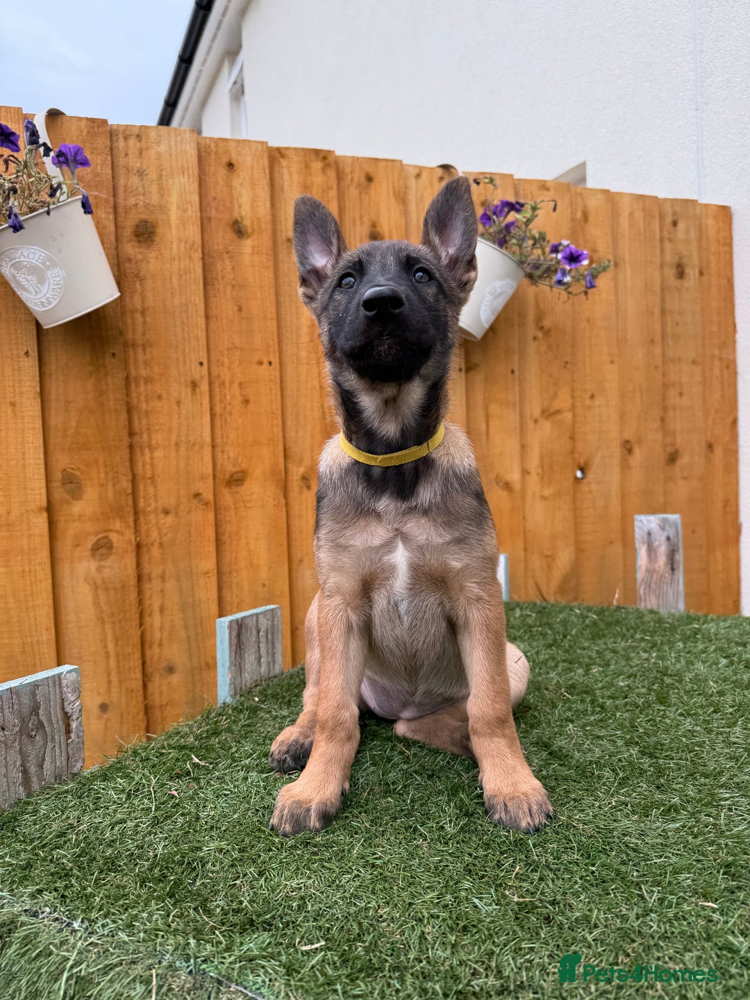 Belgian Shepherd Dog dogs for sale: Belgian Malinois puppies🐾 - Image 2