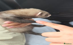 Ferret rodents for sale: Single male ferret - Image 4