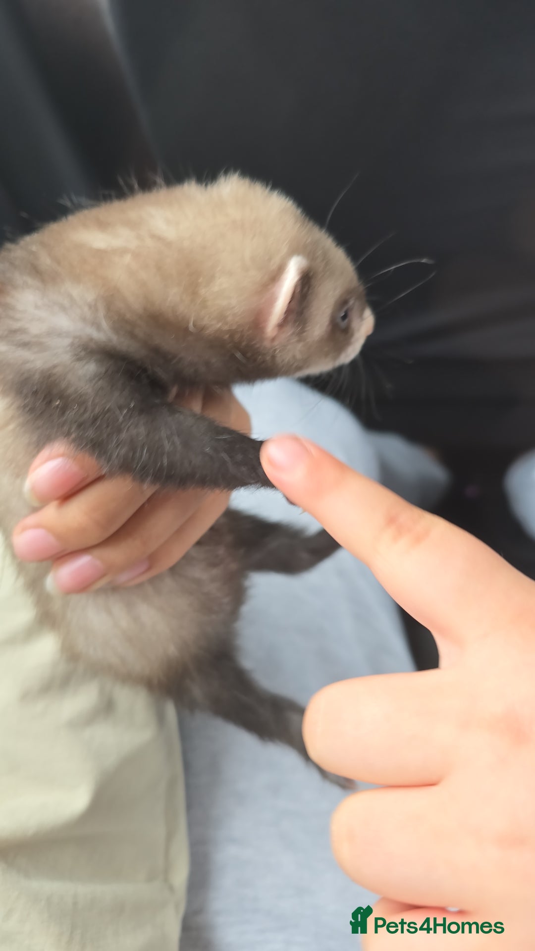 Ferret rodents for sale: Single male ferret - Image 4
