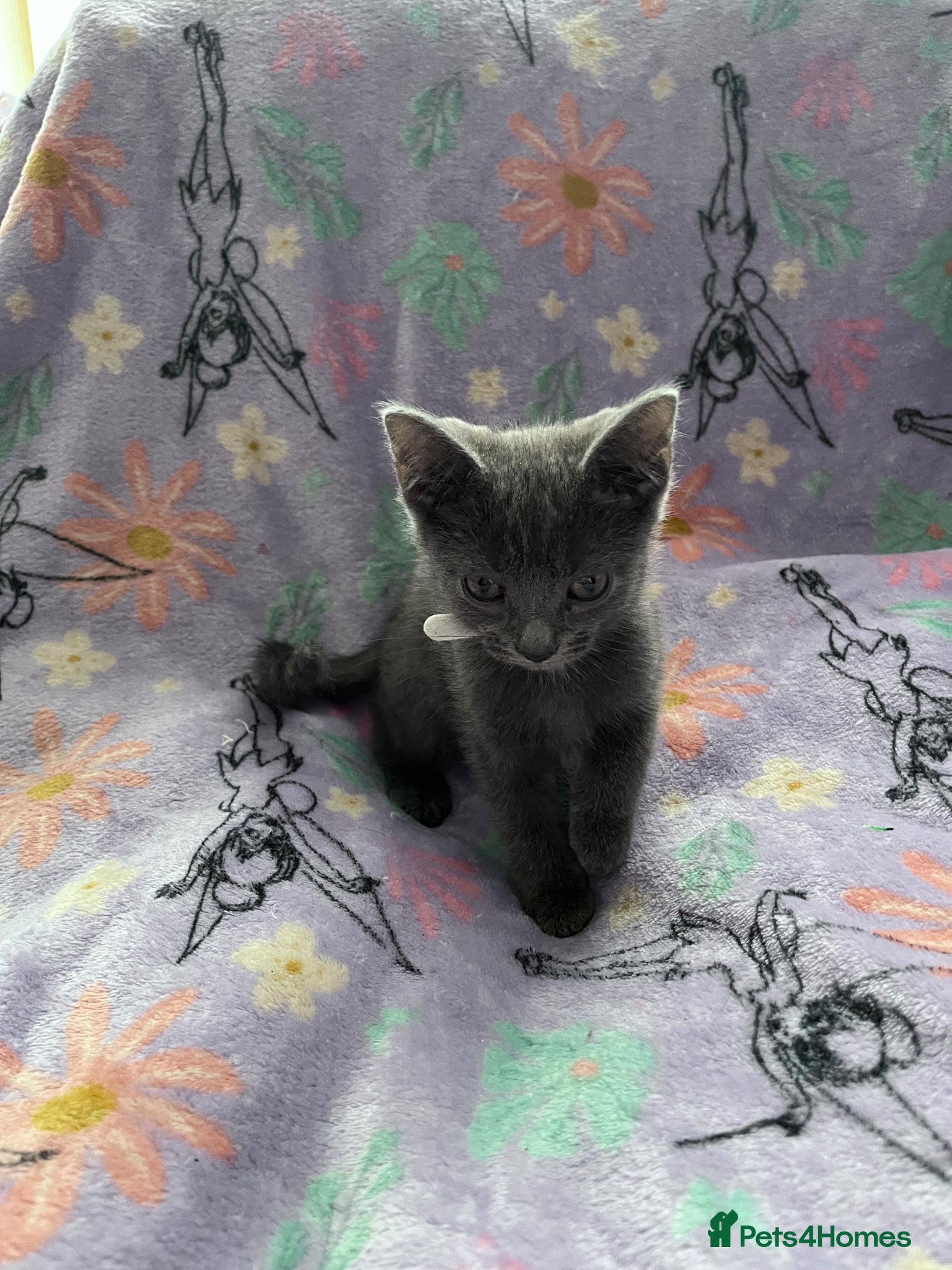 Russian Blue cats for sale: Female Blue Kitten  - Advert 9