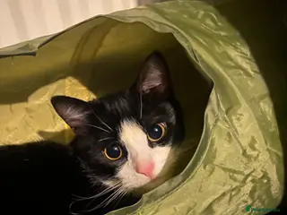 British Shorthair cats Oreo :) - Advert 3