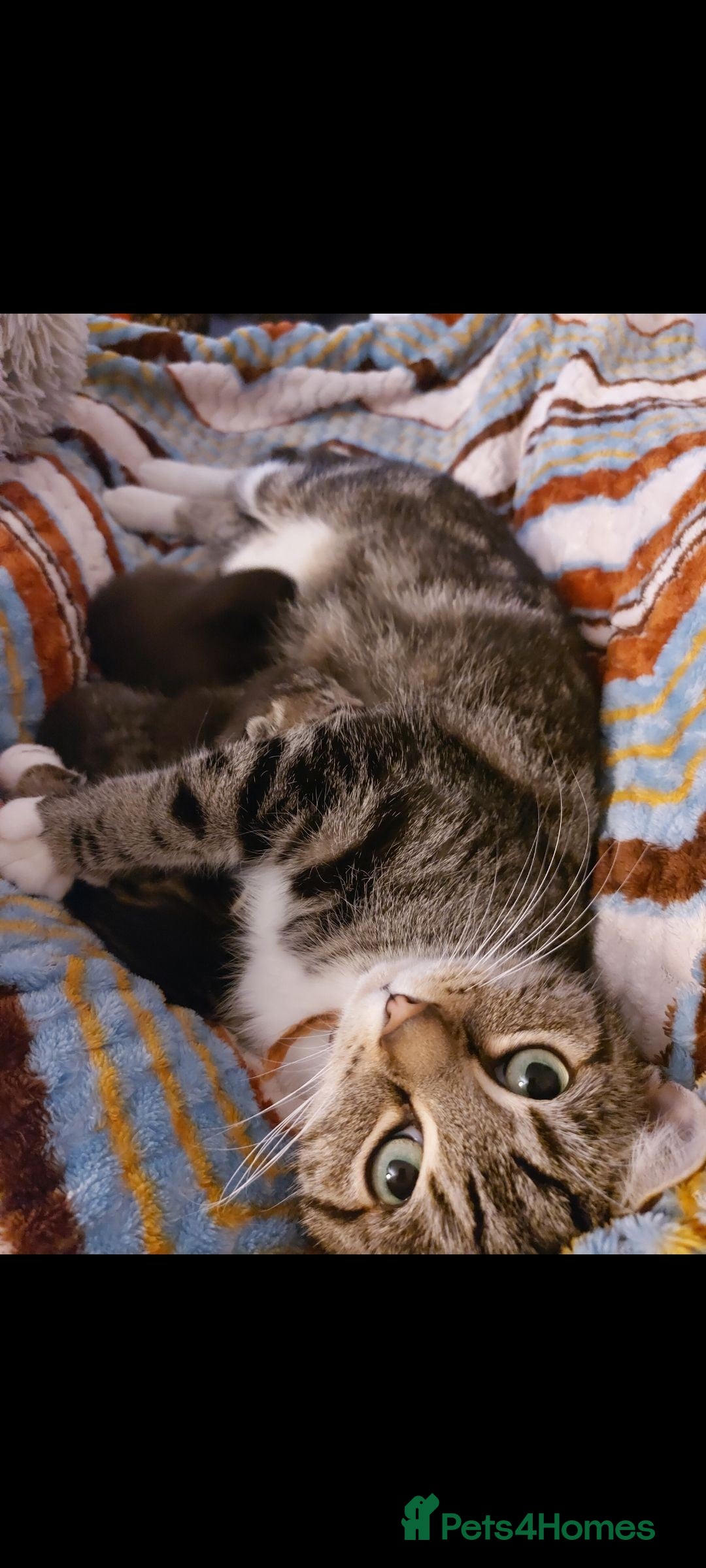 Mixed Breed cats for sale: Beautiful kittens 🥰 - Advert 33