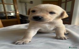 Labrador Retriever dogs for sale: Working/Active Pet - Image 16