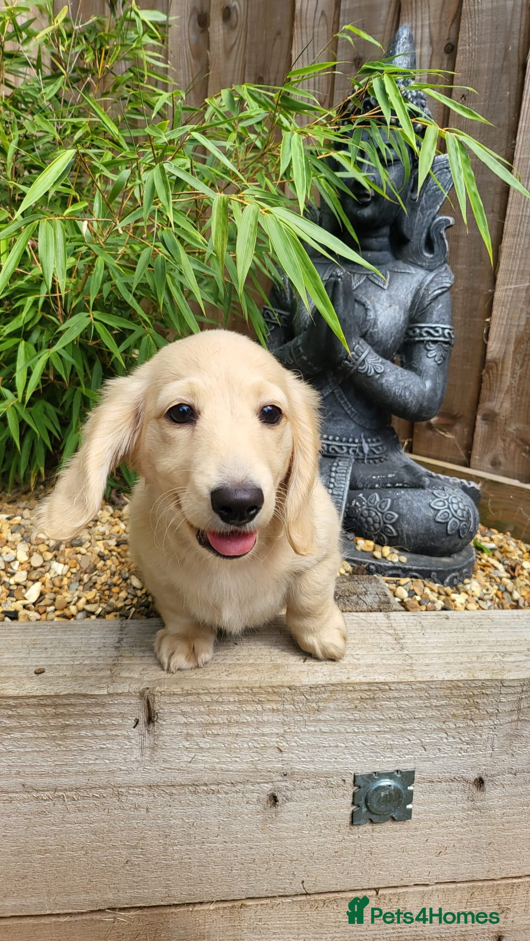 Dachshund dogs for sale: Cream boy and girl Miniature dachshund - Image 34