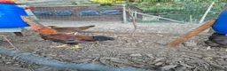 Chickens poultry for sale: LF Welsummer Cockerels  - Advert 2