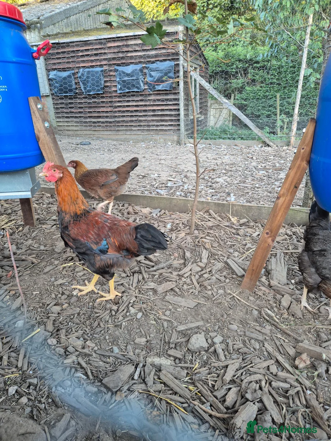 Chickens poultry for sale: LF Welsummer Cockerels  - Advert 2