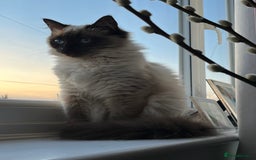 Ragdoll cats for sale: Ragdoll - Pedigree  - Image 9