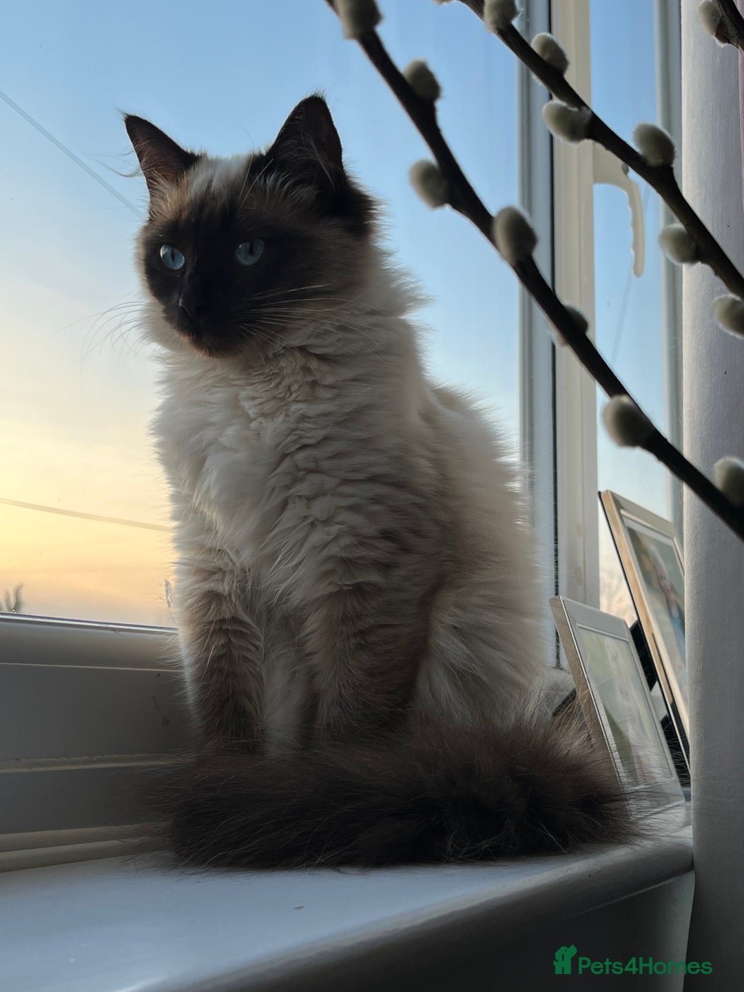 Ragdoll cats for sale: Ragdoll - Pedigree  - Image 9