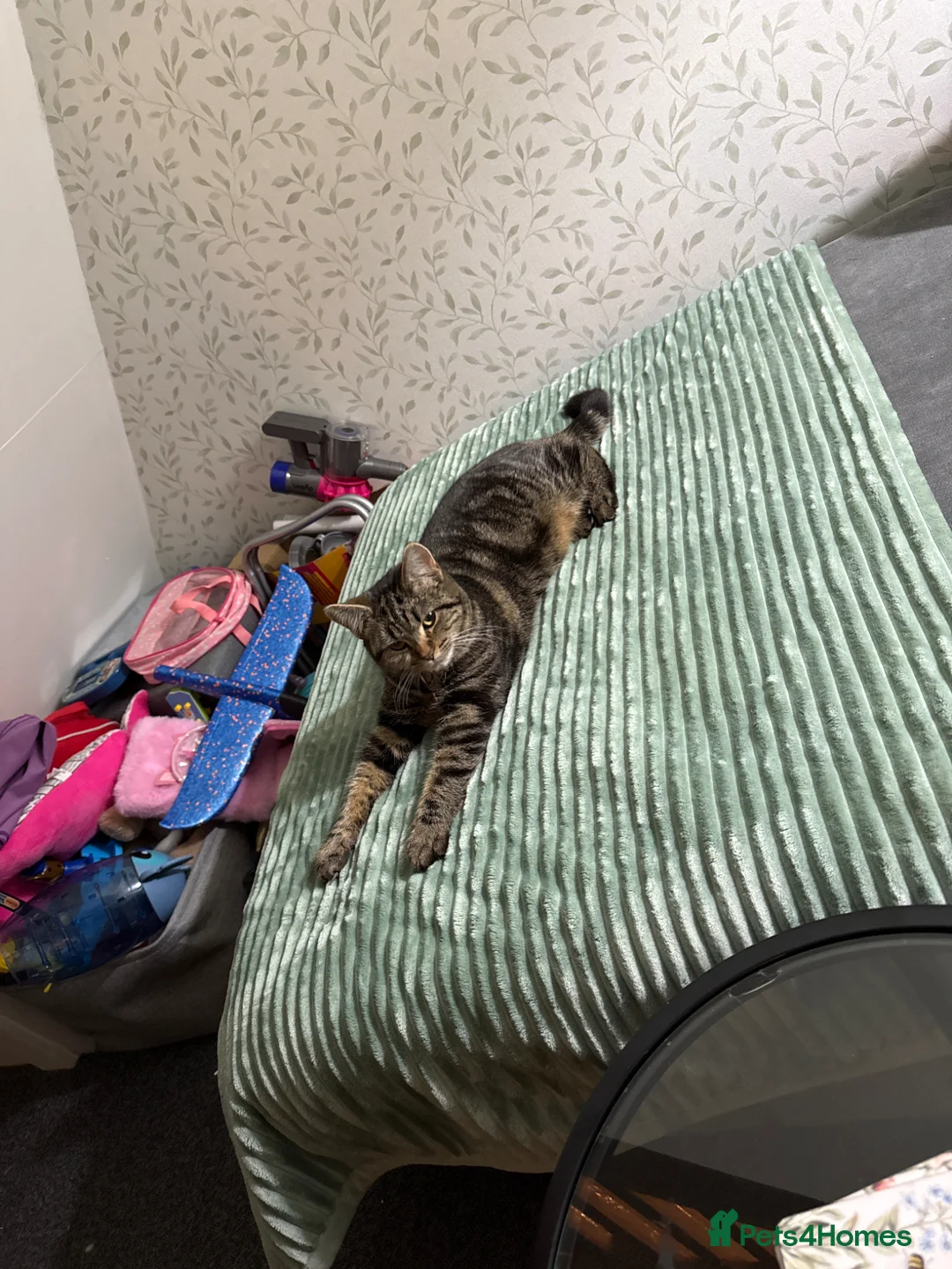 Domestic Shorthair cats for sale: 3 lovely kittens  in Worksop - Advert 1