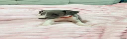 Whippet dogs for sale: Whippet puppies  - Advert 10