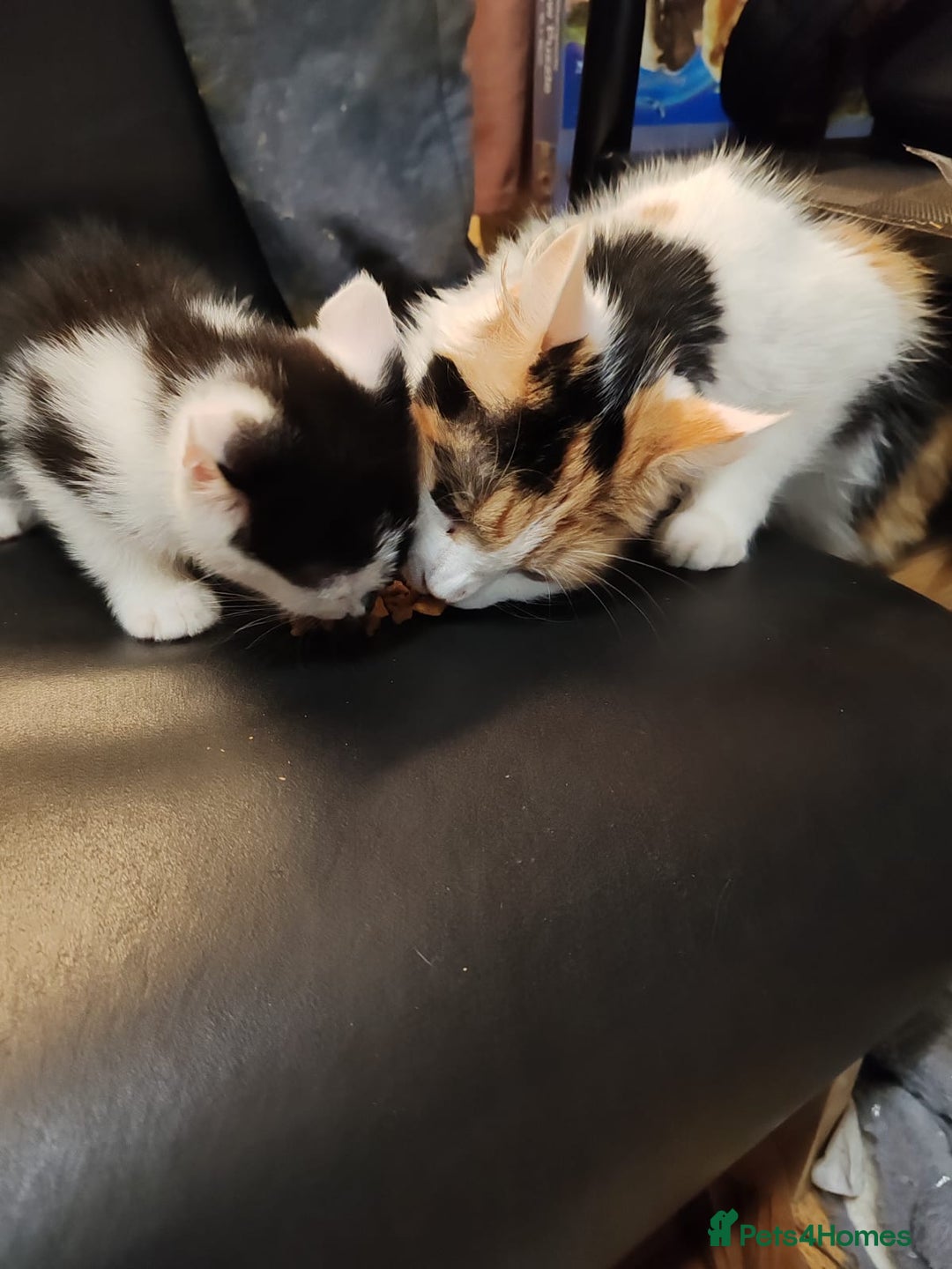 Mixed Breed cats for sale: 2 adorable kittens ready for their forever homes  - Advert 8