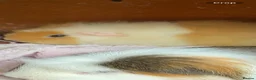Guinea Pig rodents for sale: Mixed Guinea pigs  - Advert 3