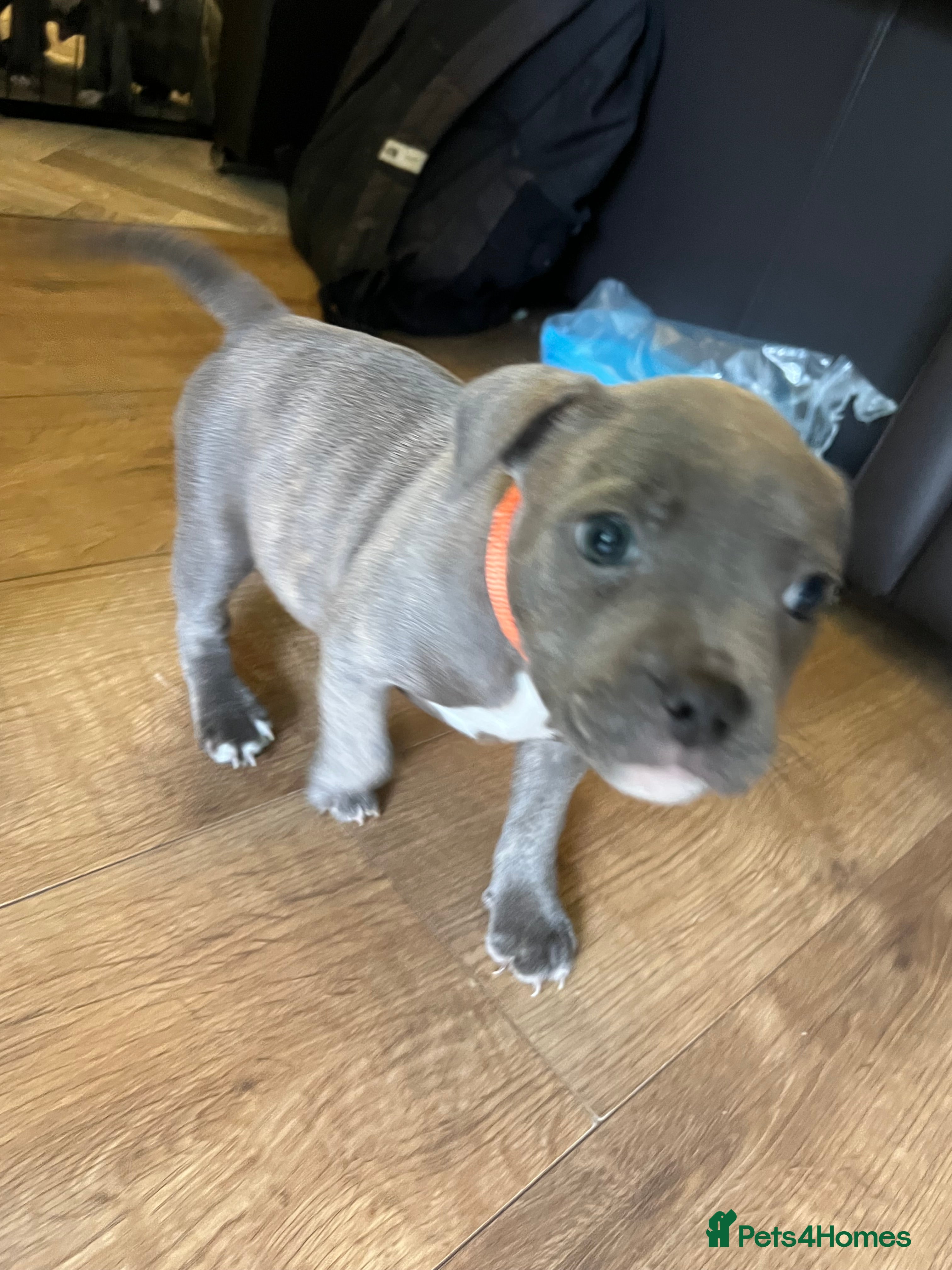 Staffordshire Bull Terrier dogs K. C registered blue Staffordshire puppies - Advert 2