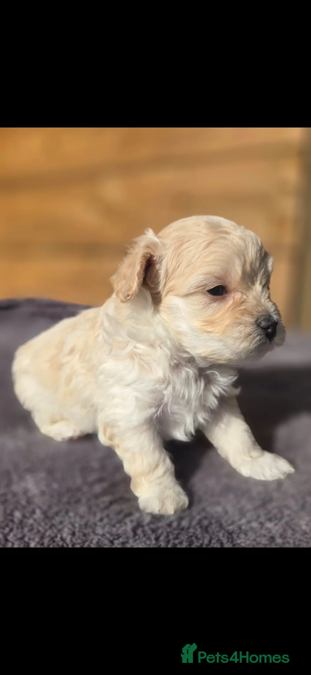 Maltipoo dogs for sale: F1🎀Maltipoo 🎀Luxury rare🎀 KC parents - Advert 22