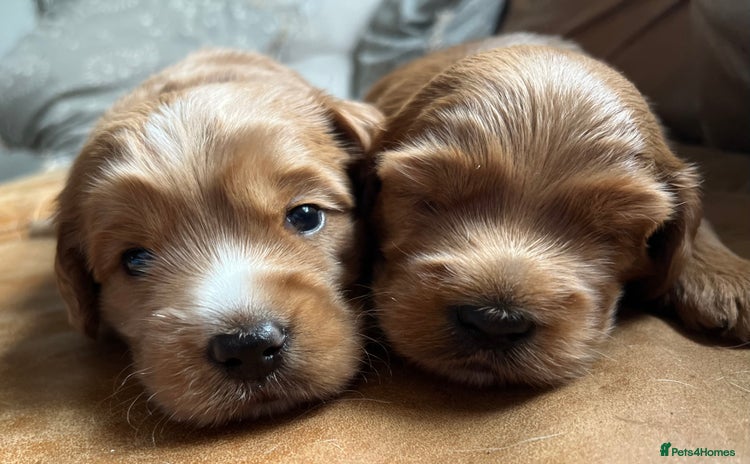 Australian Labradoodle dogs - Advert 3