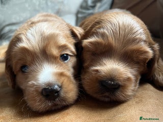 Australian Labradoodle dogs - Advert 4