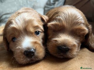 Australian Labradoodle dogs A very rare opportunity,Australian Cobberdog - Advert 4