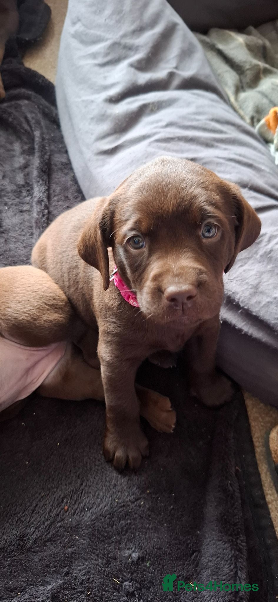 Labrador Retriever dogs Beautiful Chocolate Labrador puppies - Advert 5