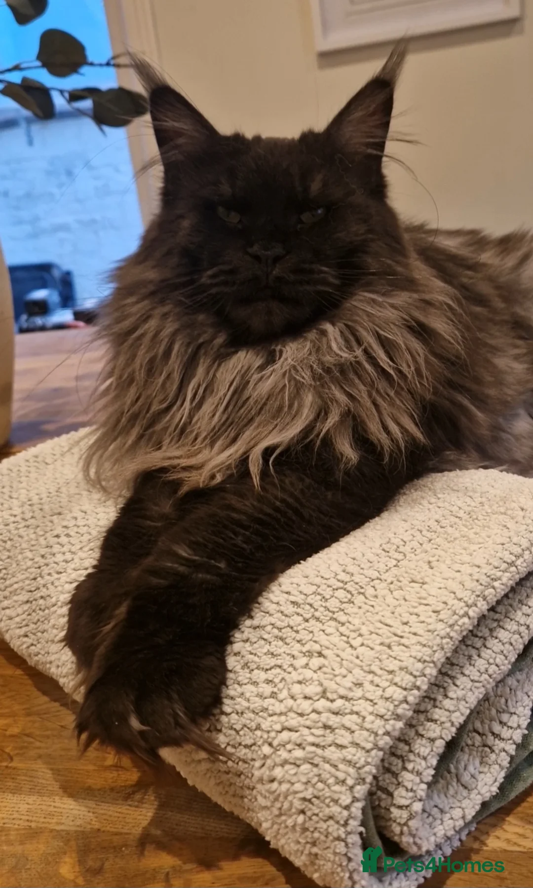 Maine Coon cats for sale: Championline maine coon kittens - Advert 1