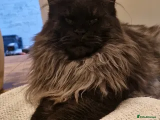 Maine Coon cats Championline maine coon kittens - Advert 1