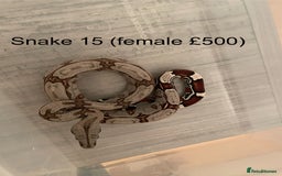Boa Snake reptiles for sale: ✨ Stunning Red Tailed Suriname Boa’s (BCC) ✨ - Image 17