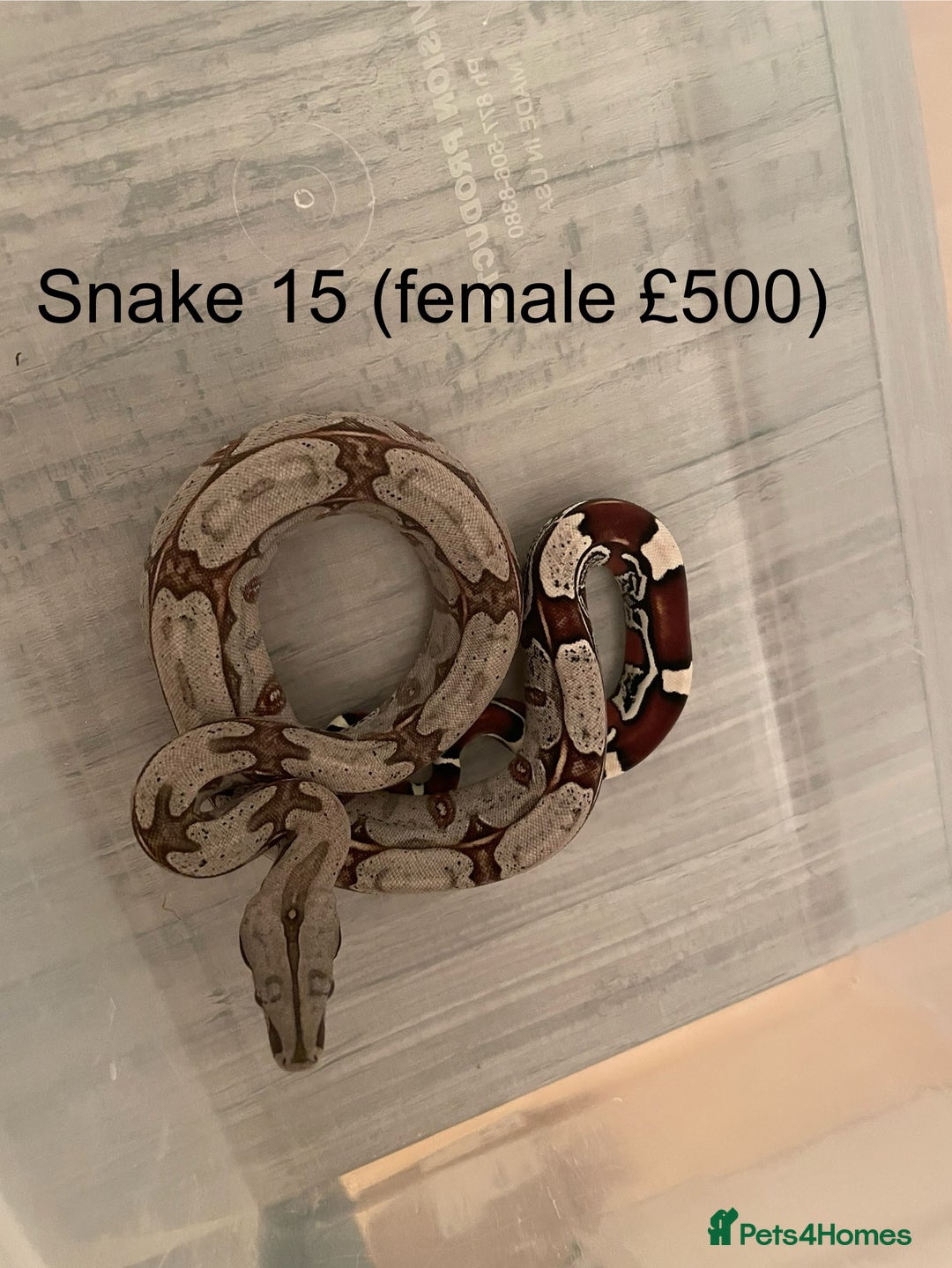 Boa Snake reptiles for sale: ✨ Stunning Red Tailed Suriname Boa’s (BCC) ✨ - Image 17