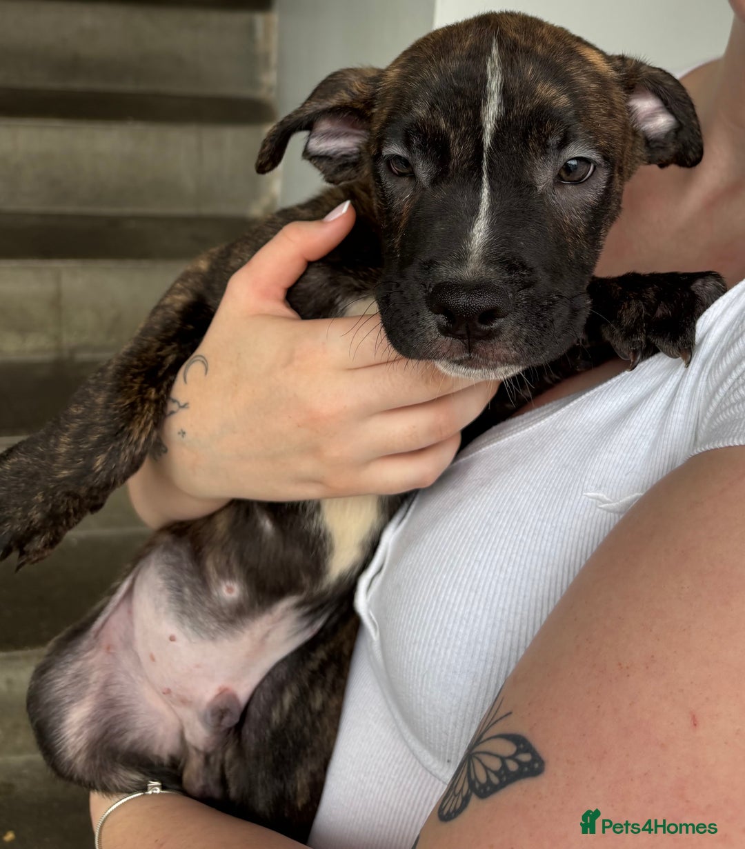 Mixed Breed dogs for sale: American bulldog X Dutch shepherd  - Image 6