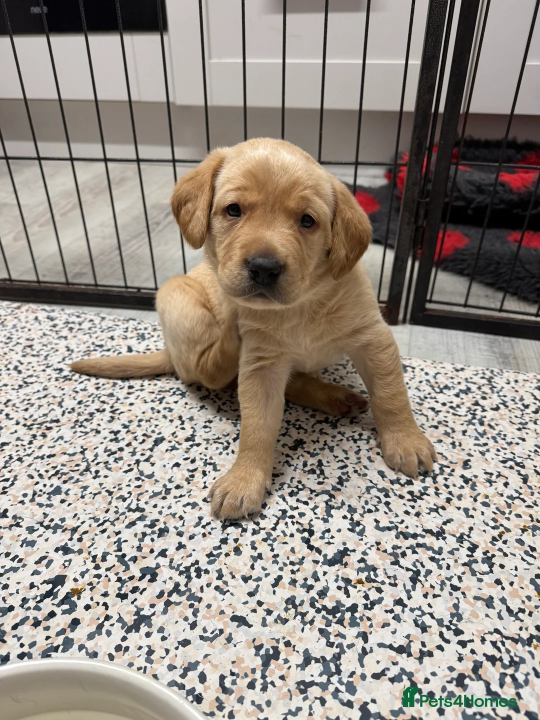 Labrador Retriever dogs for sale: Beautiful Ellie Fox Red Lab - Ready Now!  - Advert 14