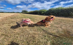 Mixed Breed dogs for sale: Cockerbull Puppies - Image 9